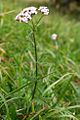 Achillea roseo-alba