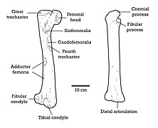 Anatomical diagram of the femur and tibia of Achillobator