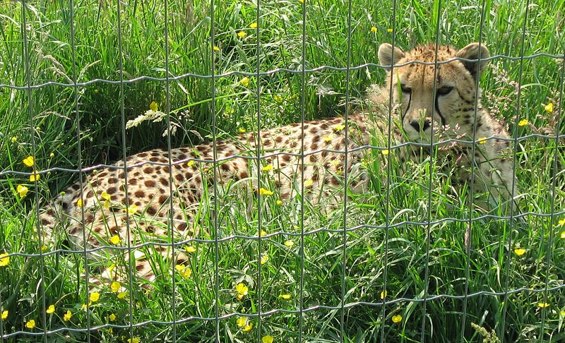 File:Acinonyx jubatus 01 by Line1.jpg