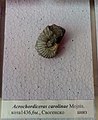 en:Acrochordiceras carolinae Mojsisovich, en:Anisian, Elevation 1436 m, en:Svoge Municipality, T 265, (Coll. M. Encheva) at the en:Sofia University "St. Kliment Ohridski" Museum of Paleontology and Historical Geology