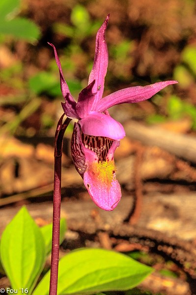 File:Activities around the XXXI Sage stomp at McQueen Lake, Kamloops...Fairy Slipper (Calypso bulbosa)... (27849132255).jpg