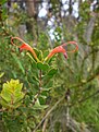 Adenanthos obovatus.