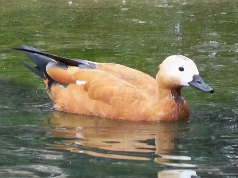 File:Adult female ruddy shelduck (tadorna ferruginea).JPG