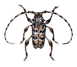 <i>Aegomorphus</i> genus of insects