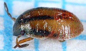 Aelia acuminata-n1.jpg