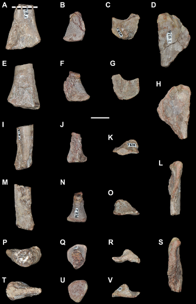 File:Aenigmastropheus fossils.png