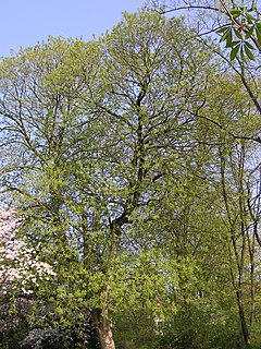 <i>Aesculus flava</i> Species of tree