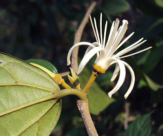 330px-Alangium_Salvifolium_17.JPG