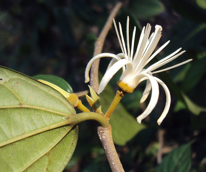 File:Alangium Salvifolium 17.JPG