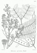 Albizia procera