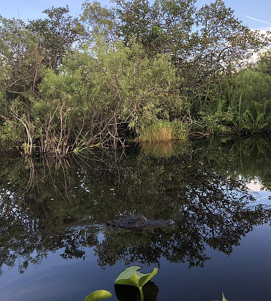 File:Alligator in the Everglades.jpg