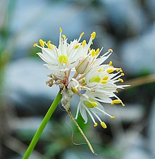Allium horvatii bacak P. Cikovac Opuvani 1600 m Bijela gora Mt Orjen.jpg
