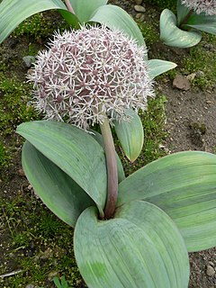 <i>Allium karataviense</i> Species of flowering plant