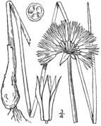 Allium schoenoprasum sibiricum drawing.png