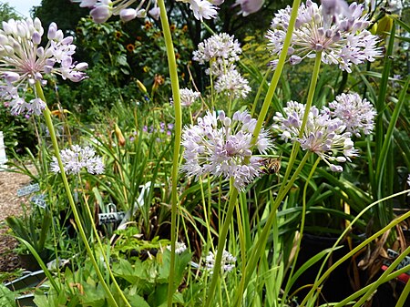 Allium_senescens