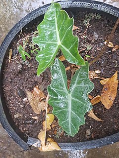 Description de l'image Alocasia sanderiana (Bukidnon, Philippines) 0003.jpg.