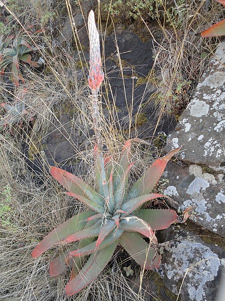 File:Aloe suprafoliata, habitus, b, Louwsburg.jpg