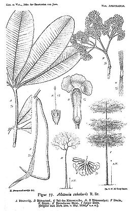 Alstonia Scholaris: Carauterístiques, Propiedaes, Taxonomía