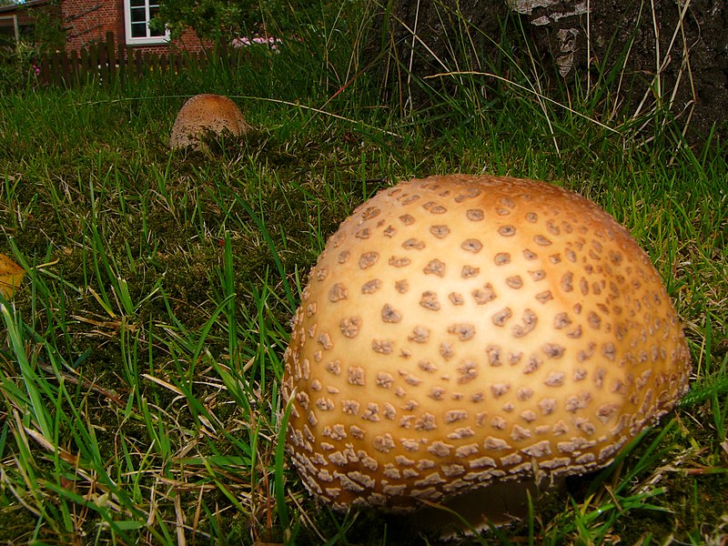 File:Amanita rubescens (29).JPG