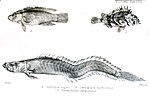 Miniatuur voor Centropogon marmoratus