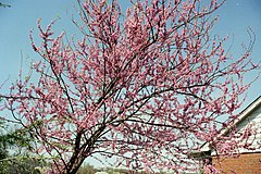 American Eastern Redbud Tree (Cercis canadensis).jpg