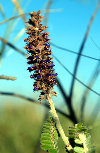 <i>Amorpha canescens</i> Species of flowering plant in the pea family