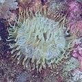 * Nomination Sea anemone (Aiptasia couchii), Arrábida National Park, Portugal --Poco a poco 21:24, 4 May 2023 (UTC) * Promotion  Support Good quality. --BigDom 05:15, 5 May 2023 (UTC)