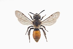 Andrena marginata.jpg