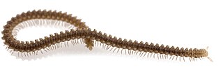 <i>Andrognathus</i> Genus of millipedes