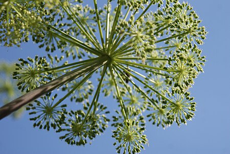 ไฟล์:Angelica_flowerhead_showing_pattern.JPG