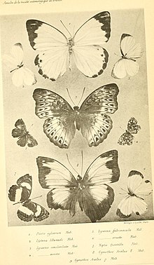 Ann. Soc. ent. Fr.1890 Plate 2.jpg