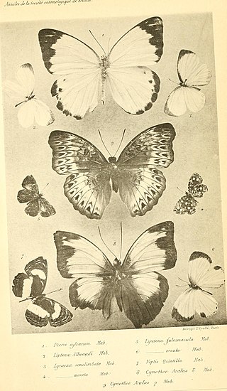 <i>Liptena alluaudi</i> Species of butterfly