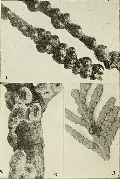 File:Annual report of the Secretary of the State Board of Agriculture of the State of Michigan .." (1862-) (19180626329).jpg