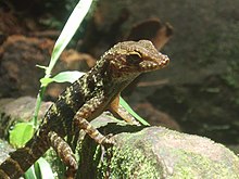 Anolis gundlachi di atas batu di El Yunque,Puerto Rico.jpg