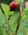 Ant Battles Ladybug (9438720164).jpg