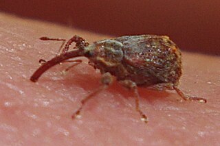<i>Anthonomus quadrigibbus</i> Species of beetle