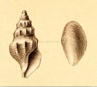 <i>Aoteadrillia bulbacea</i> species of mollusc