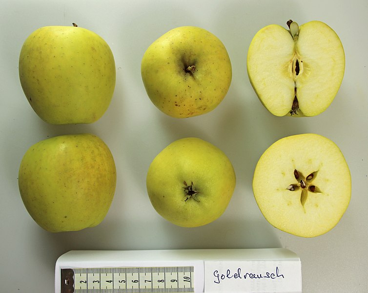 File:Apfel mit Schnitt Goldrausch (fcm).jpg