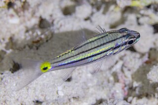 <span class="mw-page-title-main">Five-lined cardinalfish</span> Species of fish