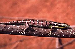 Description de l'image Arboreal skink.JPG.