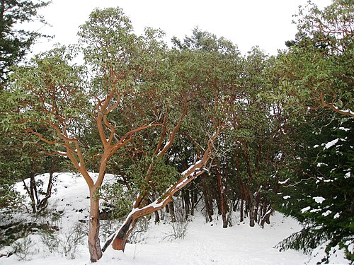 Tree growing in snow at Gowlland Tod Provincial Park, British Columbia