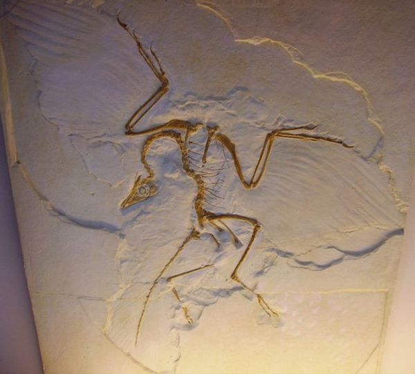A replica of the Berlin specimen of Archaeopteryx, most famous of prehistoric "birds". Modern research considers it unlikely to be a bird ancestor, though it was certainly a close relative of these.