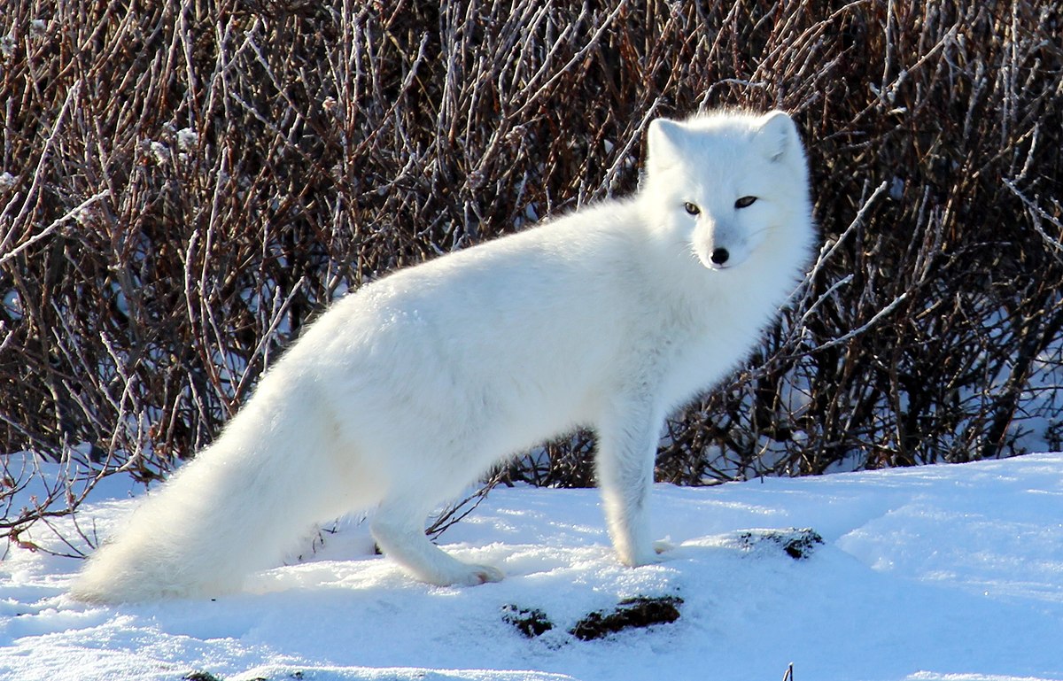 images of arctic fox