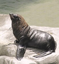 Αρσενική Γουνοφώκια (Arctocephalus australis) που κατοικεί στην Νότια Αμερική.