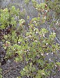 Miniatura para Arctostaphylos myrtifolia