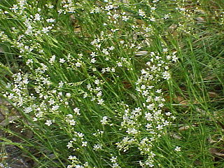 <i>Eremogone saxatilis</i> Species of flowering plant