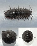 Thumbnail for Armadillidium nasatum