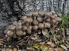Armillaria, a parasitic fungus Armillaria mellea 620.jpg