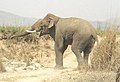 Asian Elephant in Corbett National Park.jpg