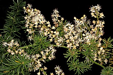 Garden Notes from Hawaii: ASPARAGUS FERN (Asparagus aethiopicus)